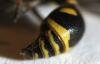 Eumenes sp.